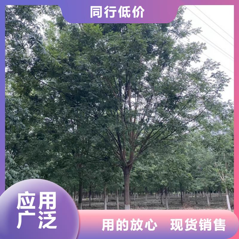 法桐实力商家供货稳定