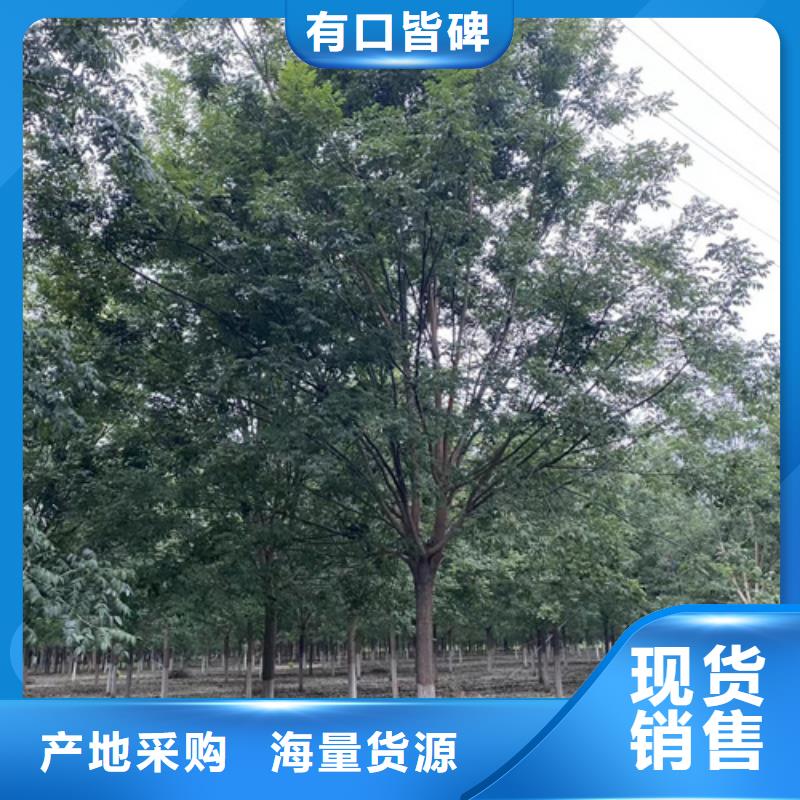 法桐原生冠法桐今日新品