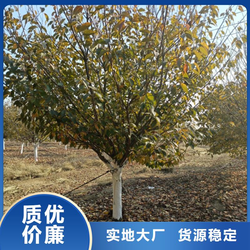 【法桐-美国红枫24小时下单发货】