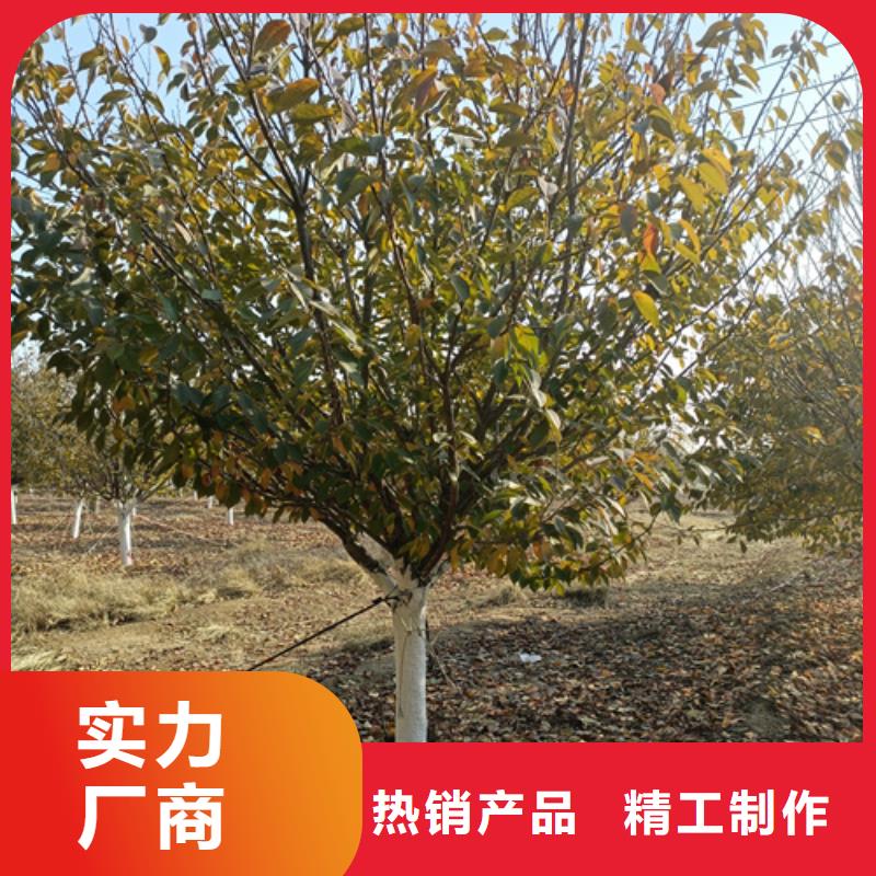 法桐美国红枫市场行情