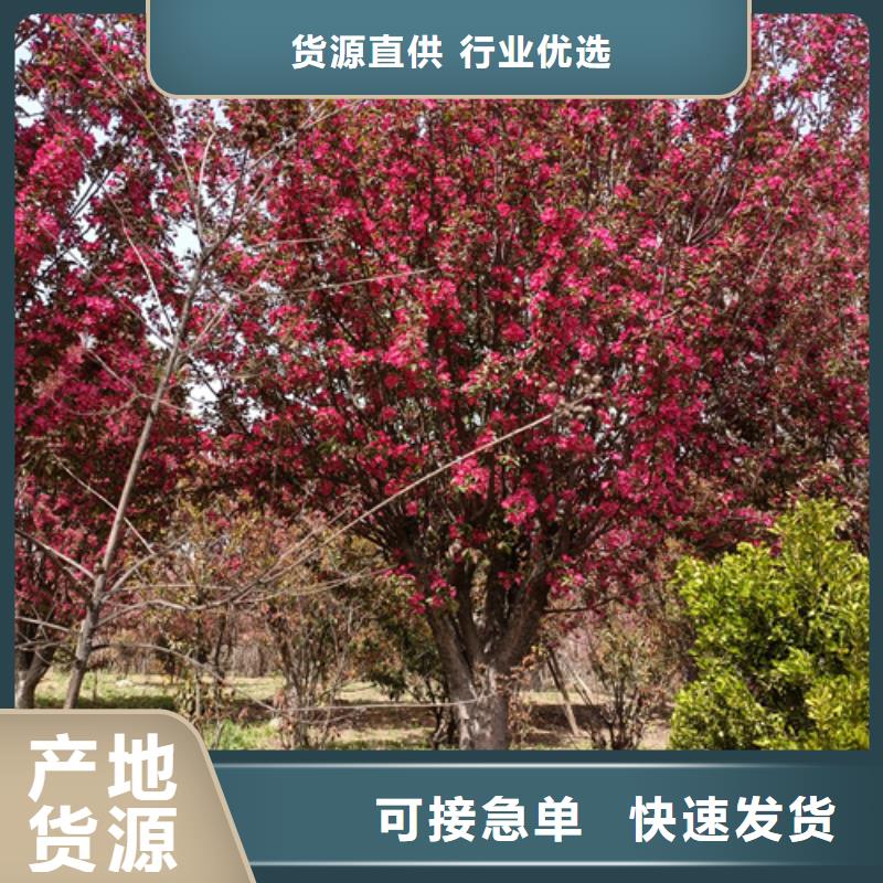 法桐厂家规格全