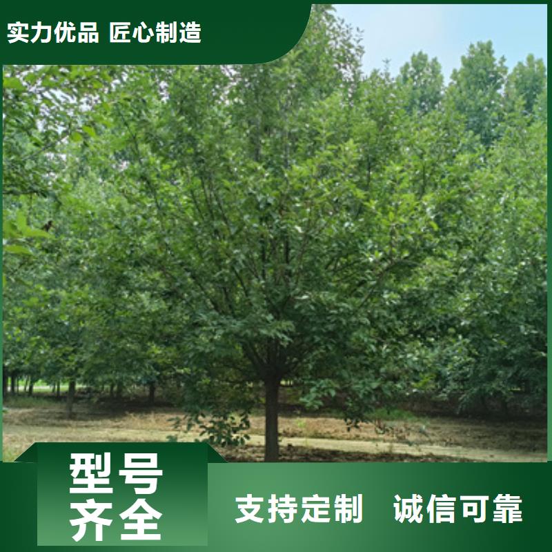 法桐-西府海棠多种工艺