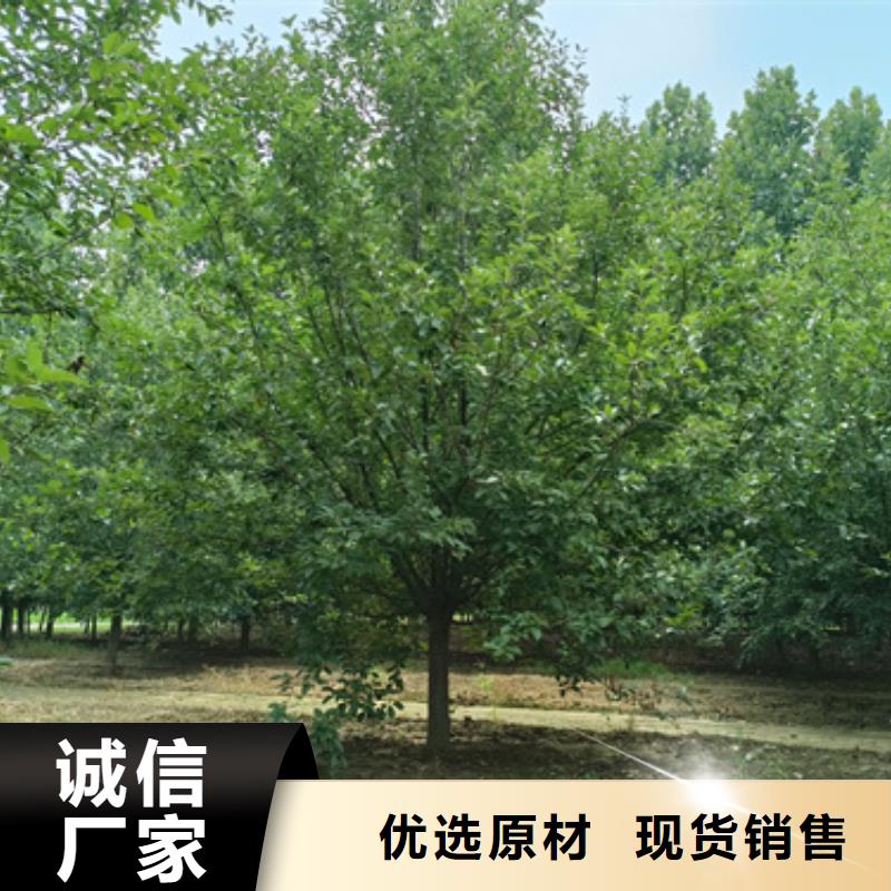 法桐五角枫高性价比