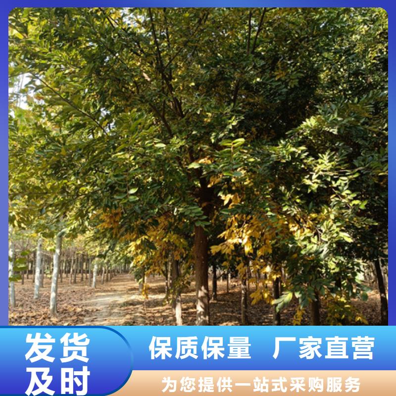 法桐垂丝海棠选择我们选择放心