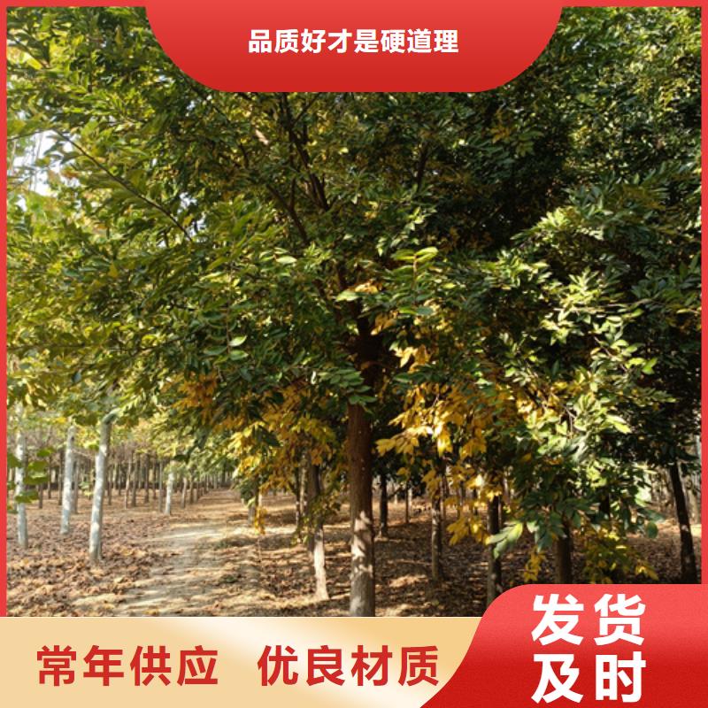 【法桐】黄金槐实力商家