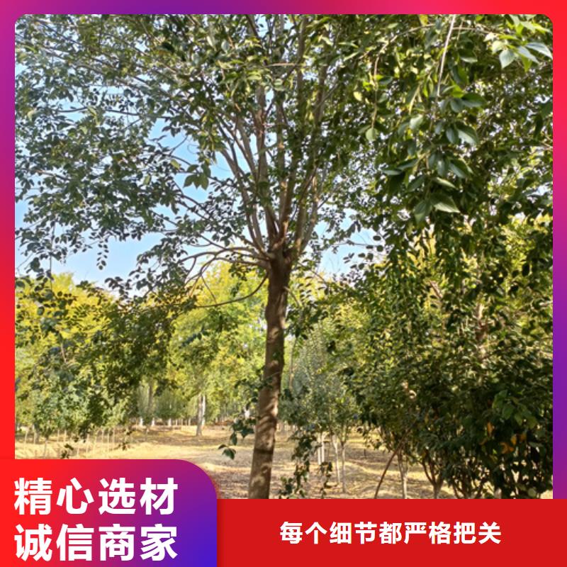 法桐樱花一站式采购方便省心