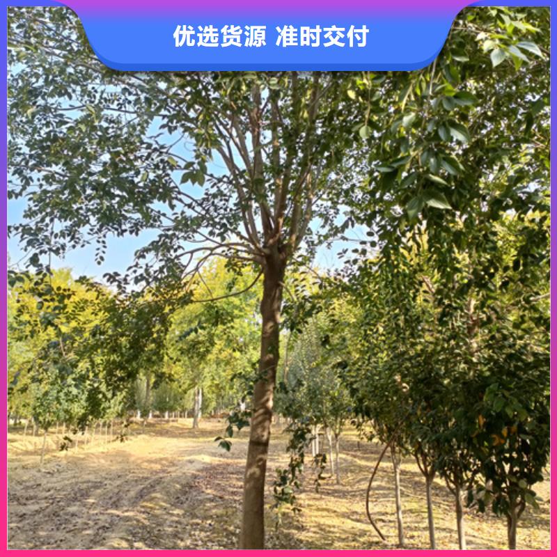 法桐-美国红枫实拍展现