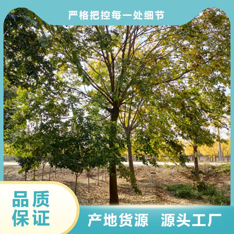 法桐国槐标准工艺