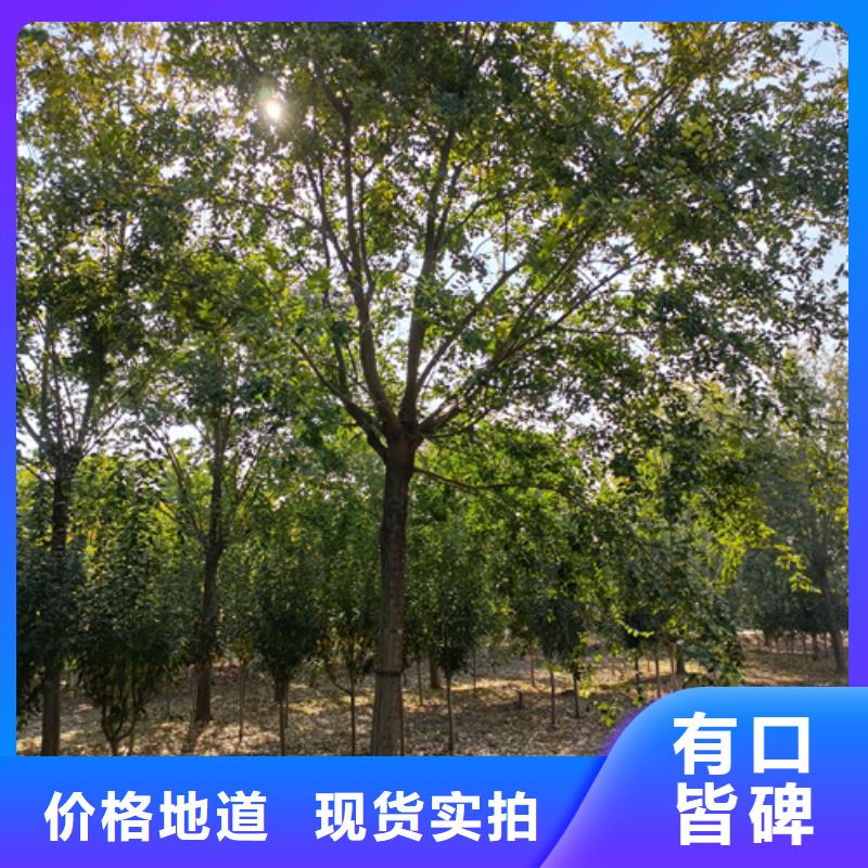 法桐,金叶槐厂家自营