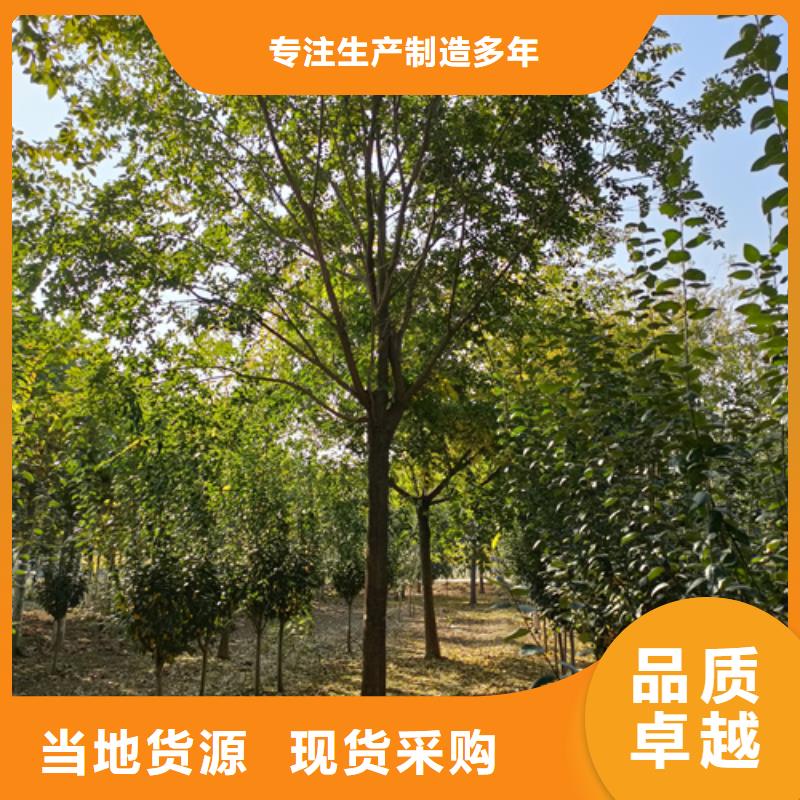 法桐_美国红枫买的放心