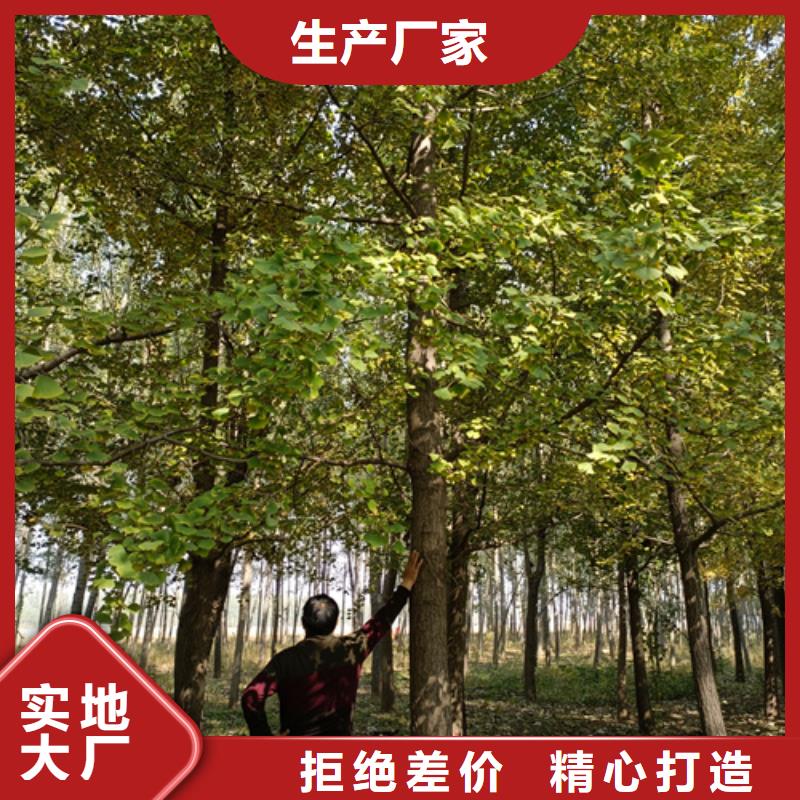 法桐垂丝海棠大品牌值得信赖