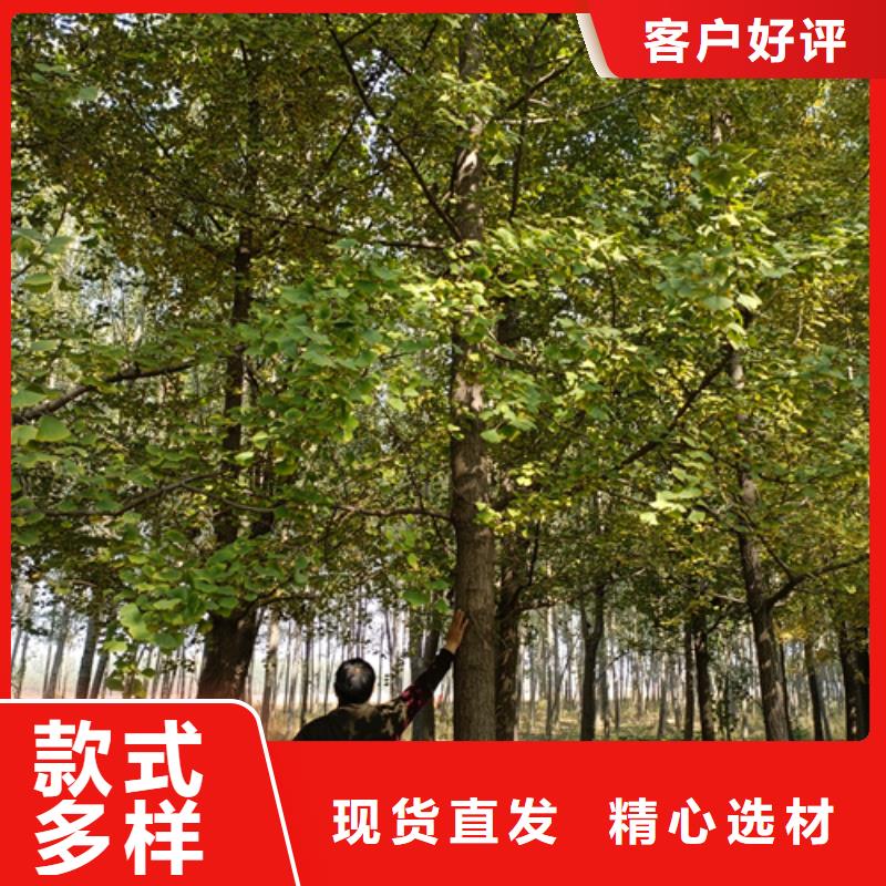 法桐_五角枫细节决定品质