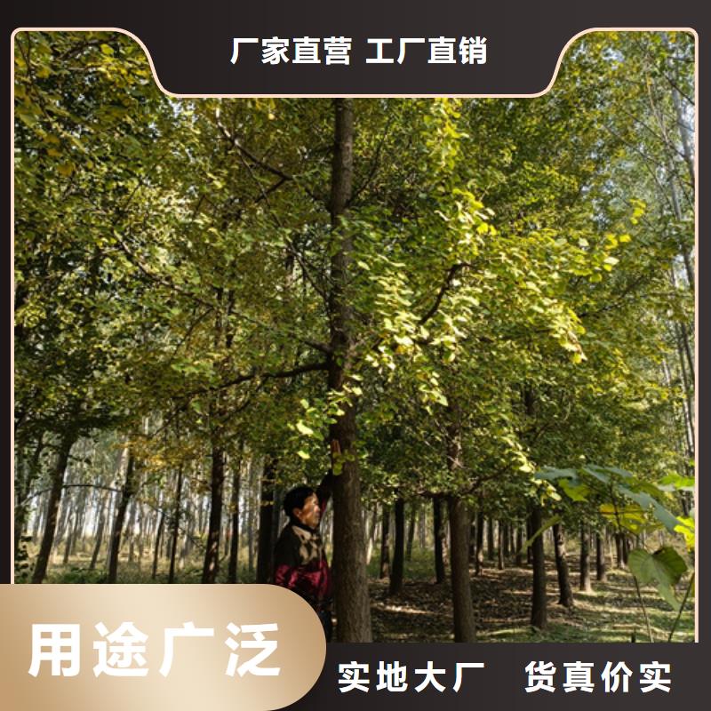 法桐,五角枫用心服务