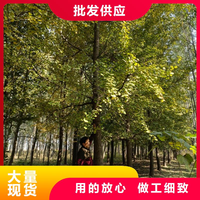 法桐金叶槐热销产品