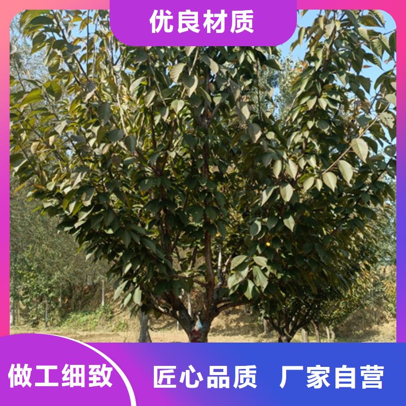 法桐,五角枫品质服务