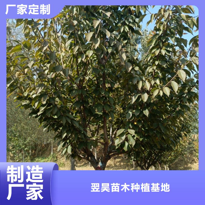 法桐金叶槐厂家批发价