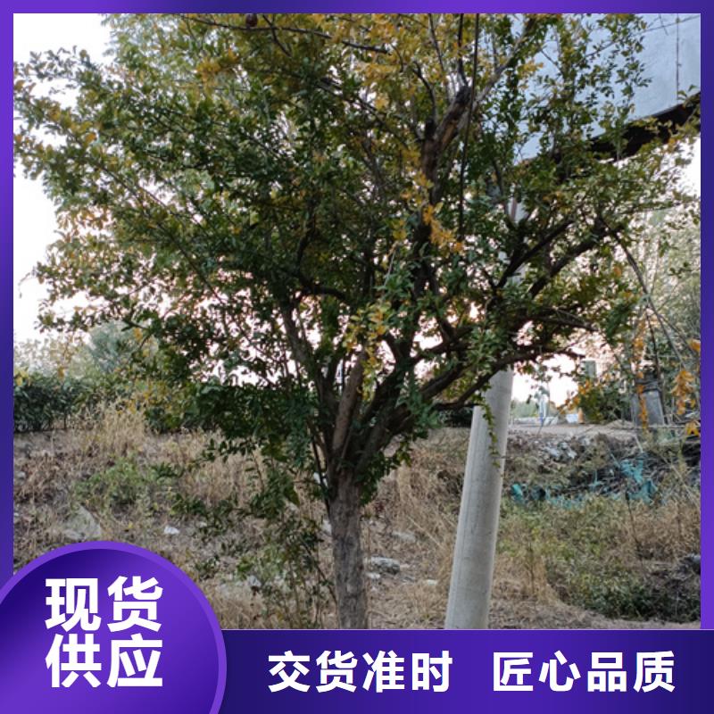【法桐白蜡型号齐全】