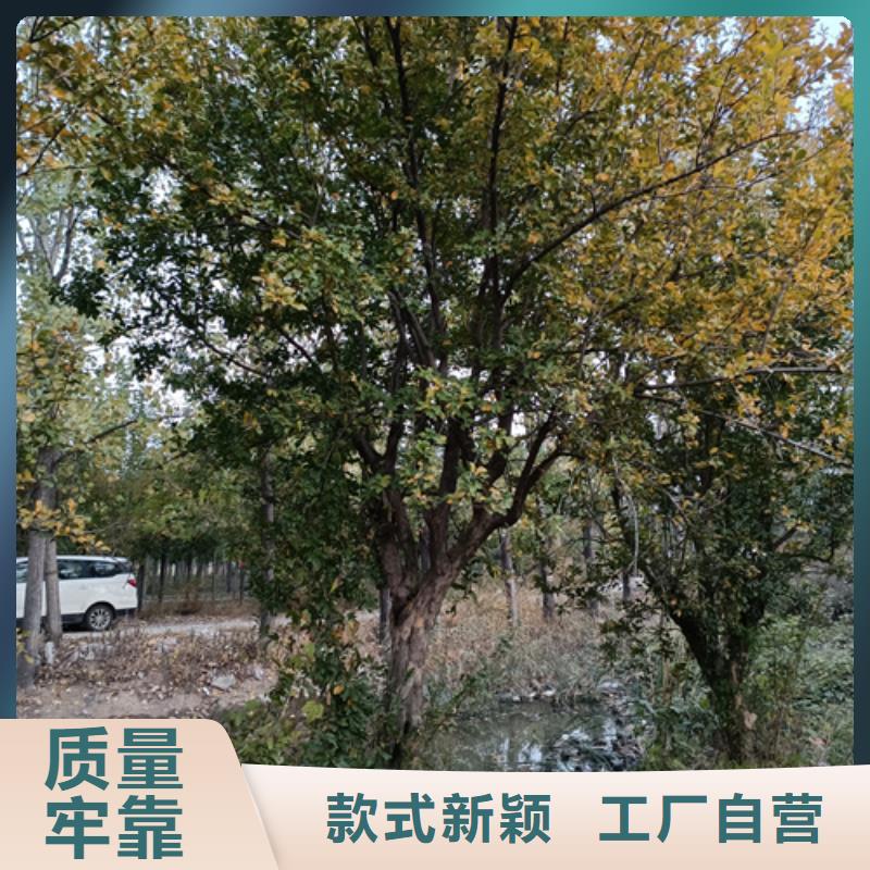 法桐垂丝海棠大品牌值得信赖