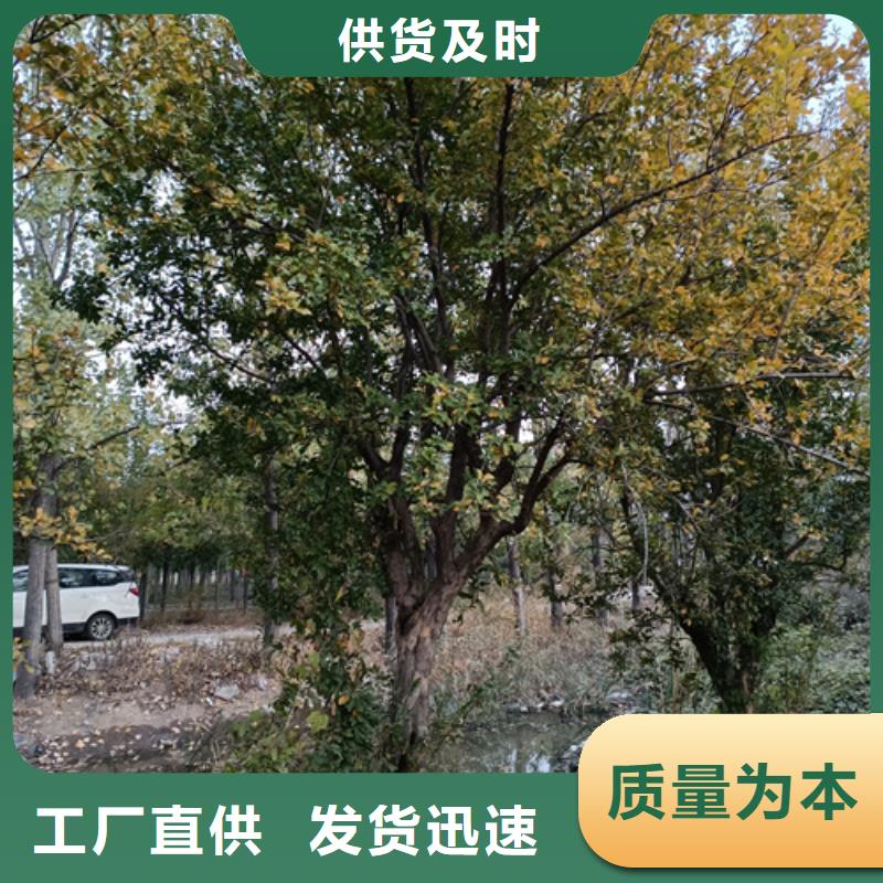 法桐金叶白蜡快速生产