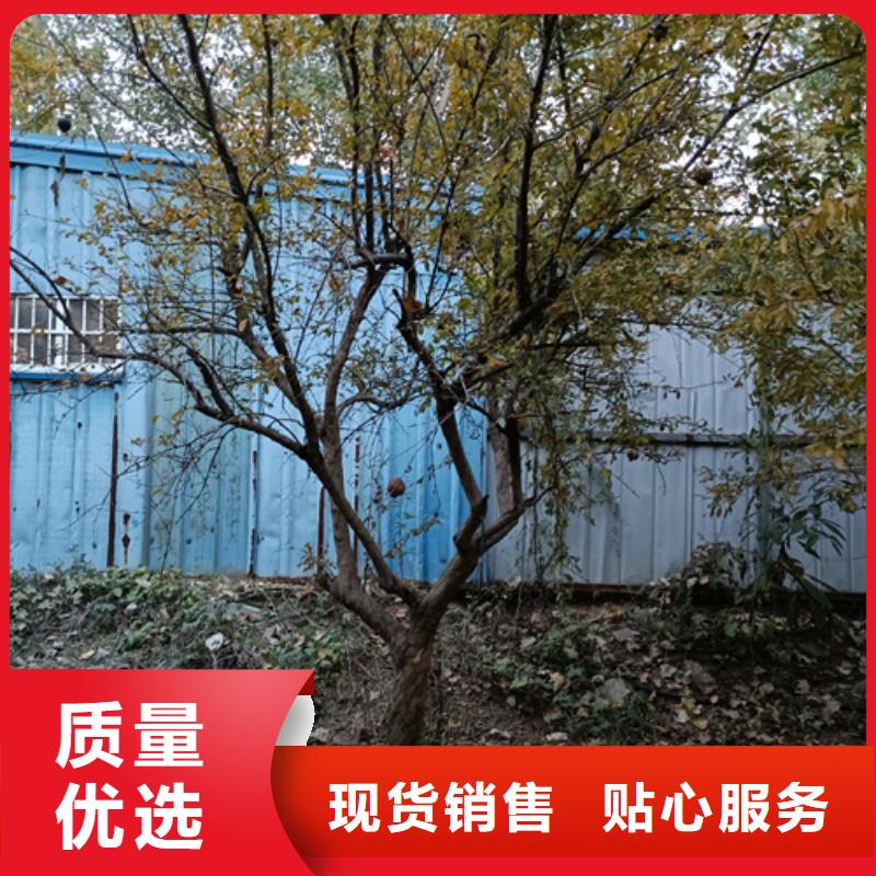 法桐,西府海棠品质保证实力见证