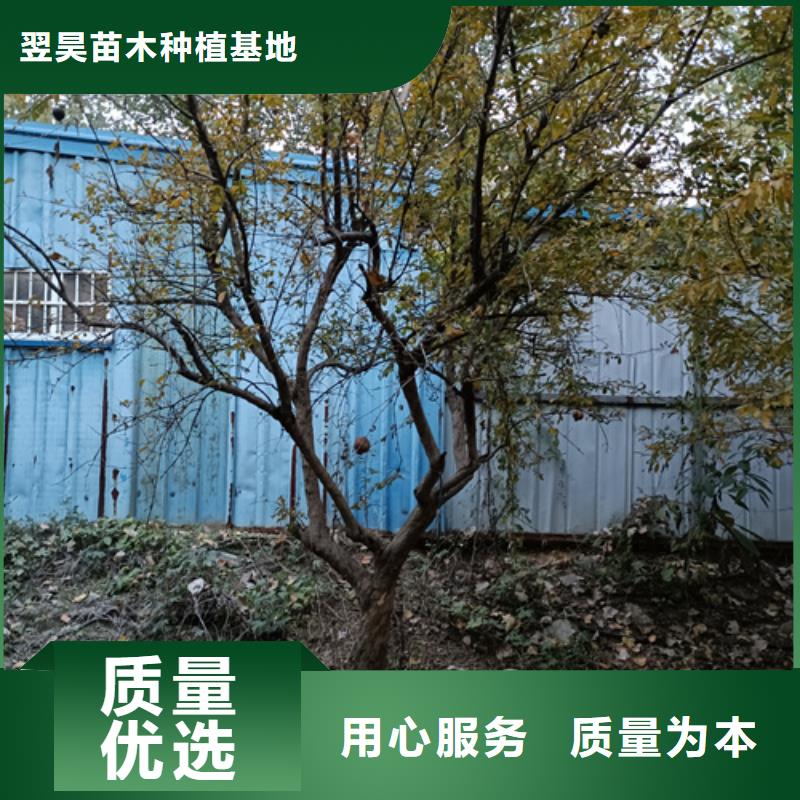 法桐垂丝海棠大品牌值得信赖