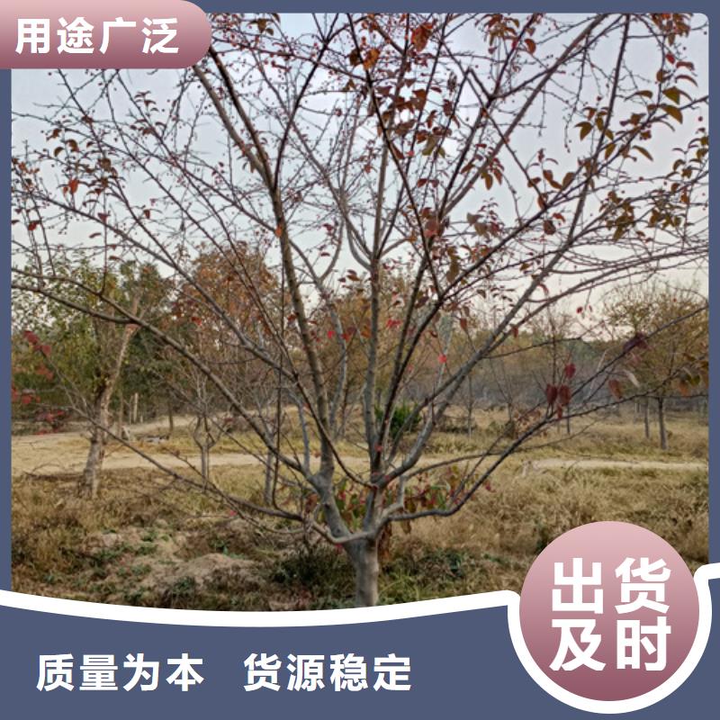 法桐,西府海棠品质保证实力见证