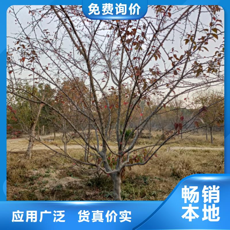 法桐五角枫源头工厂量大优惠