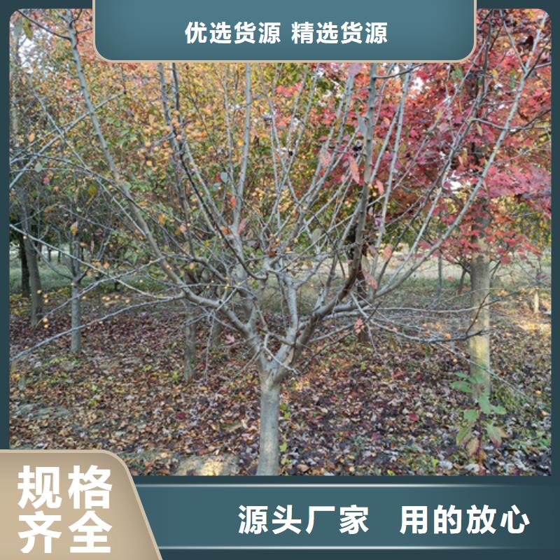 法桐五角枫源头工厂量大优惠