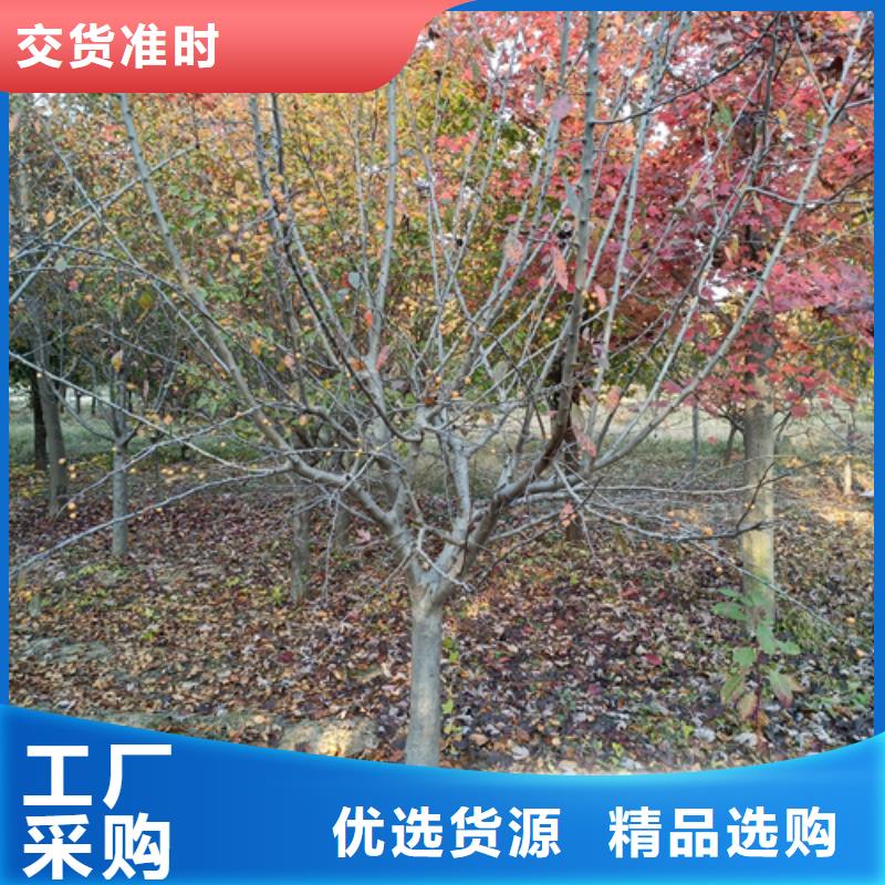 法桐现货充足