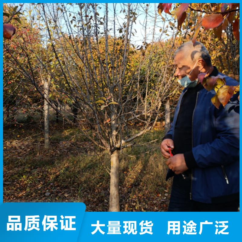 法桐秋紫白蜡一站式采购方便省心