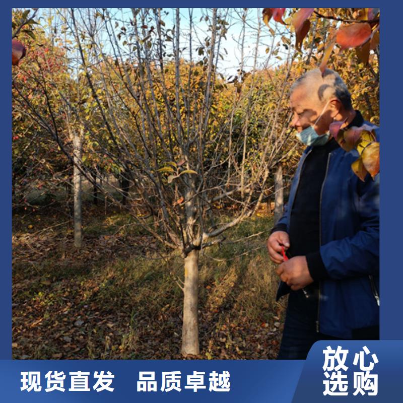 法桐_金叶复叶槭超产品在细节