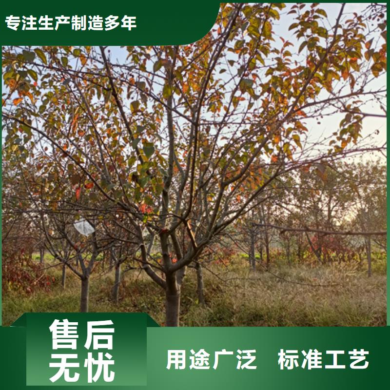 法桐截杆发帽质量上乘