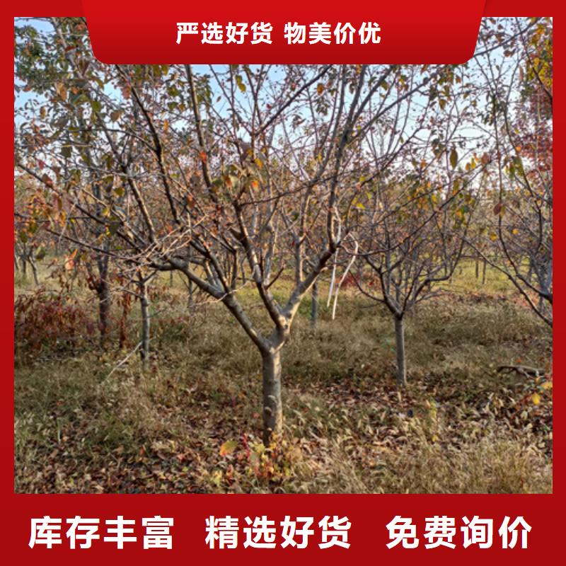 【法桐金叶槐用的放心】