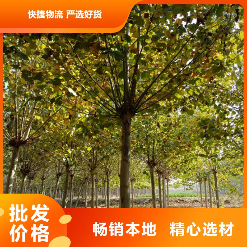 法桐秋紫白蜡实力优品