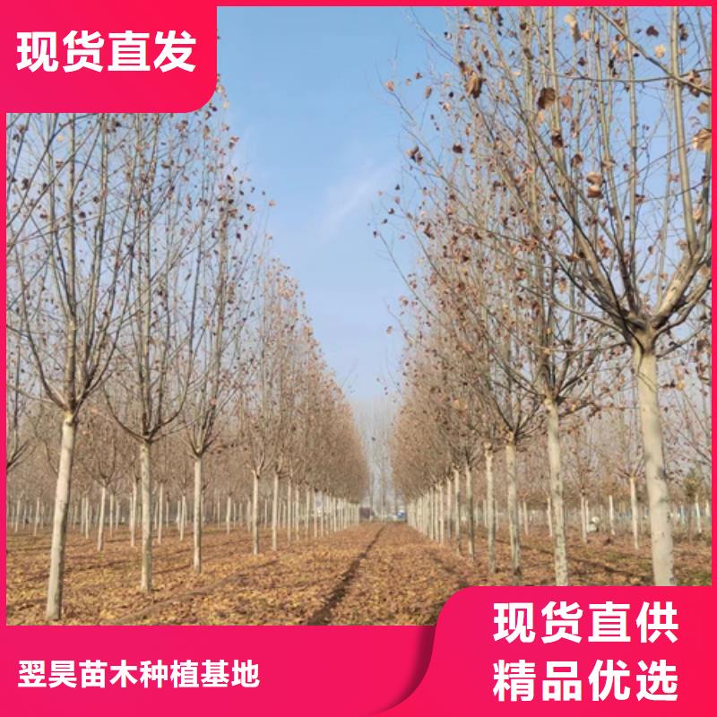 法桐金叶白蜡优选货源
