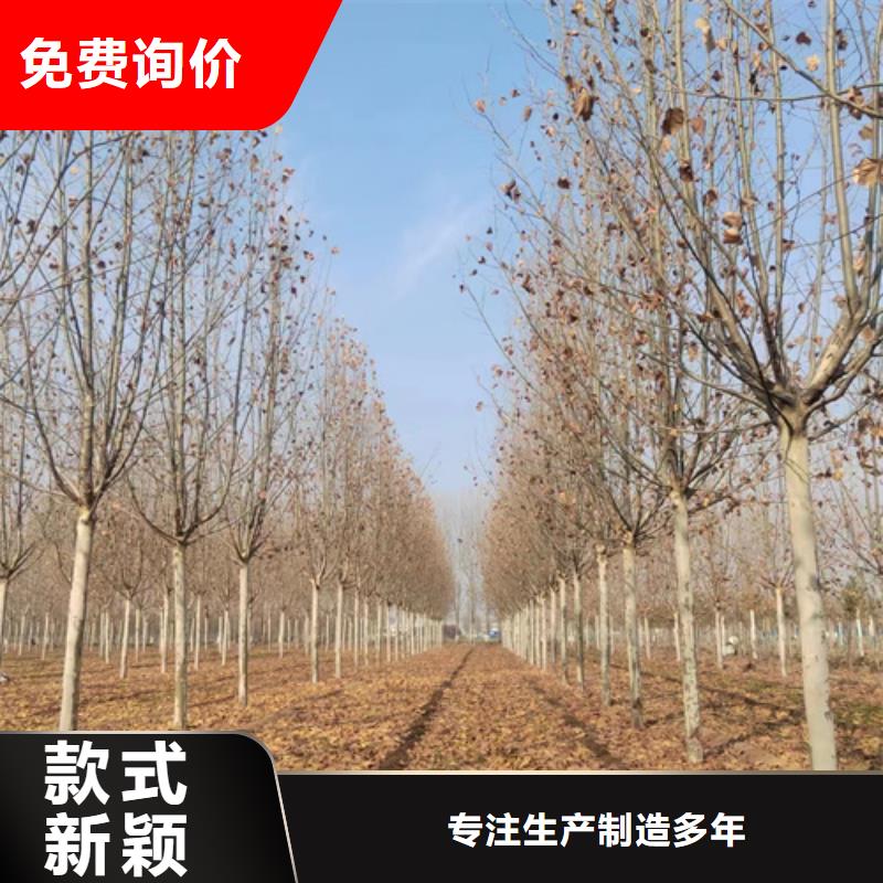 法桐截杆发帽质量上乘