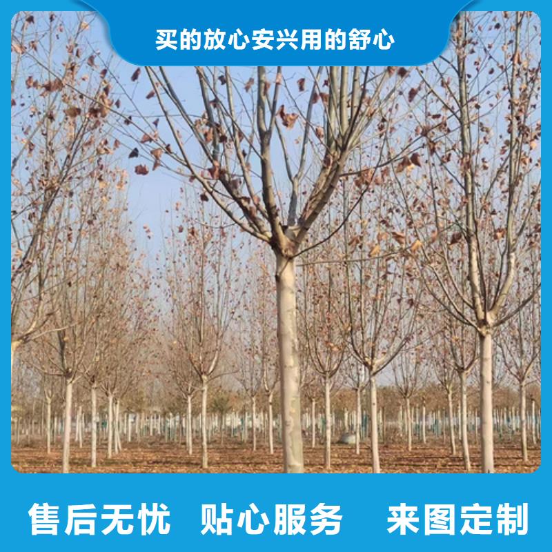 法桐金叶白蜡产品实拍