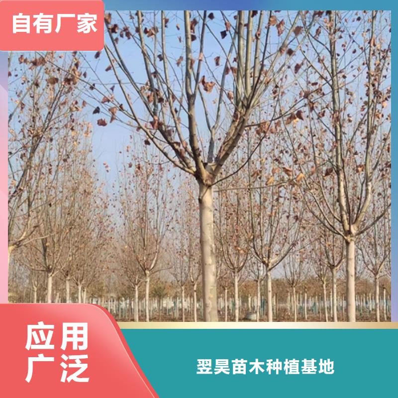 法桐白蜡量大从优