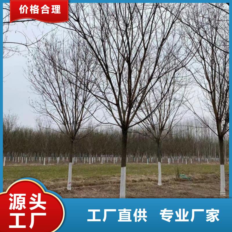 法桐_北京栾库存丰富