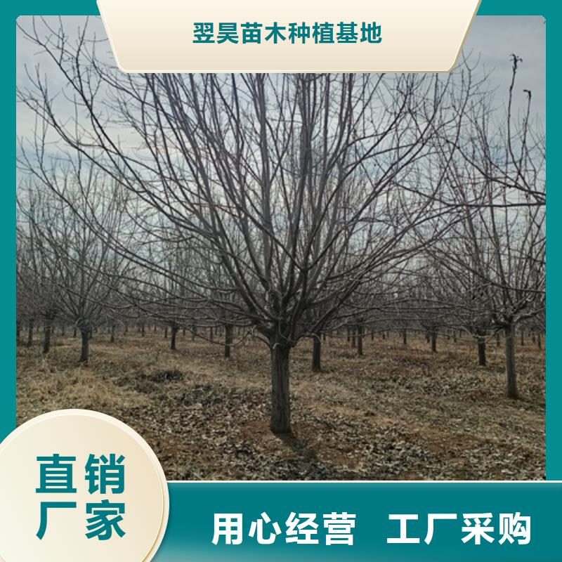 法桐-【五角枫】用品质赢得客户信赖
