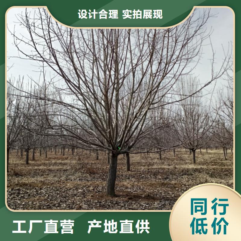 【法桐-金叶白蜡符合行业标准】