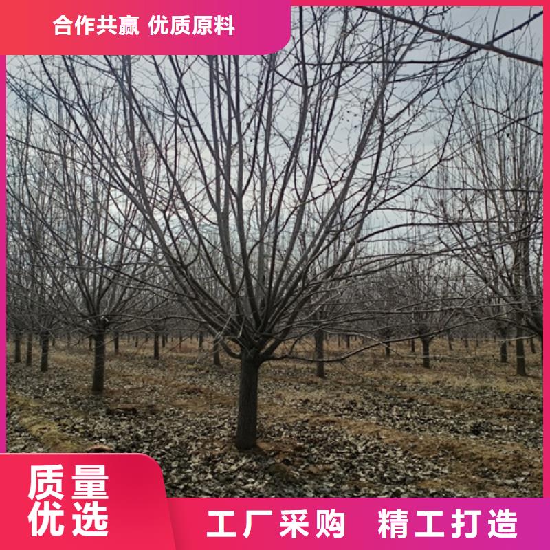 法桐秋紫白蜡大库存无缺货危机