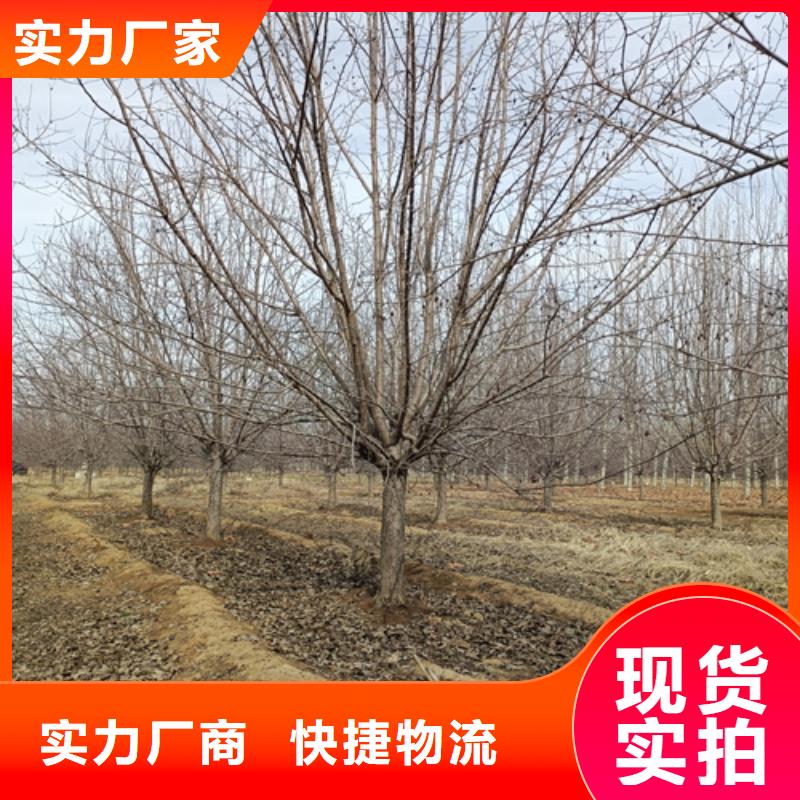 法桐金叶白蜡厂家现货批发