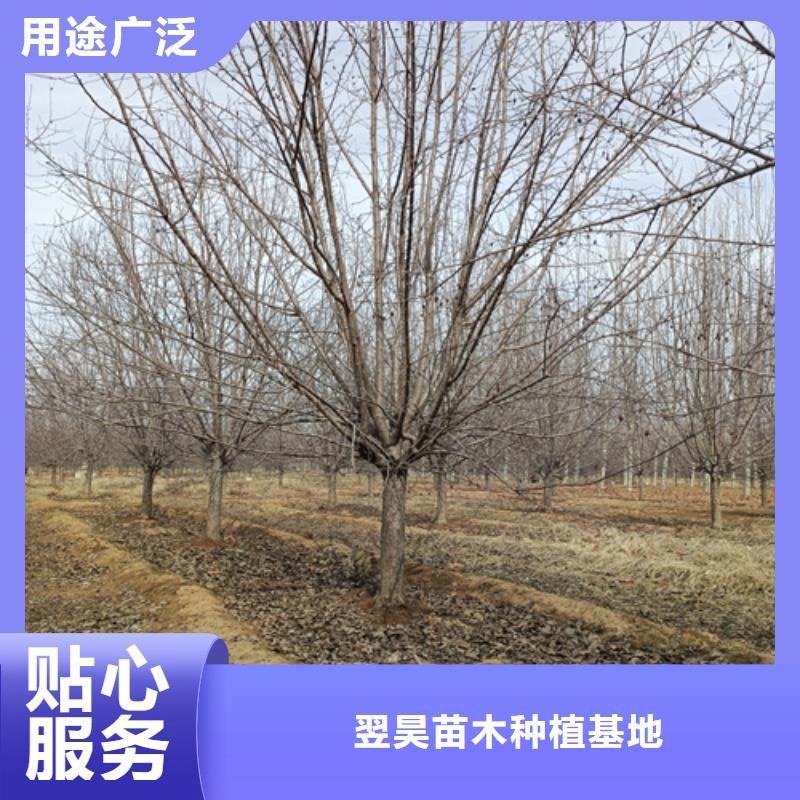 法桐_原生冠法桐自有厂家
