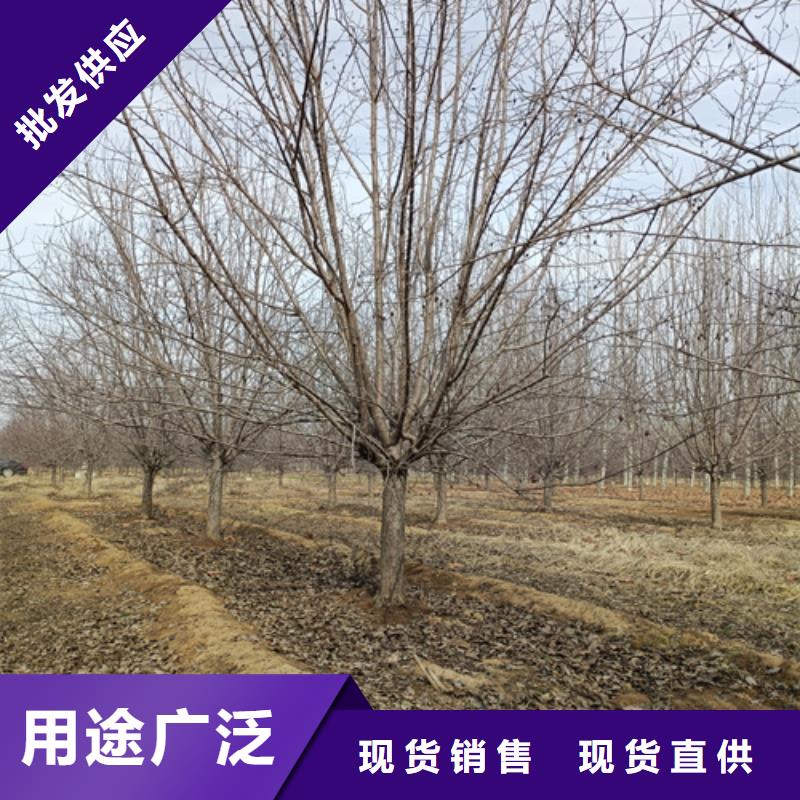 【法桐西府海棠多行业适用】