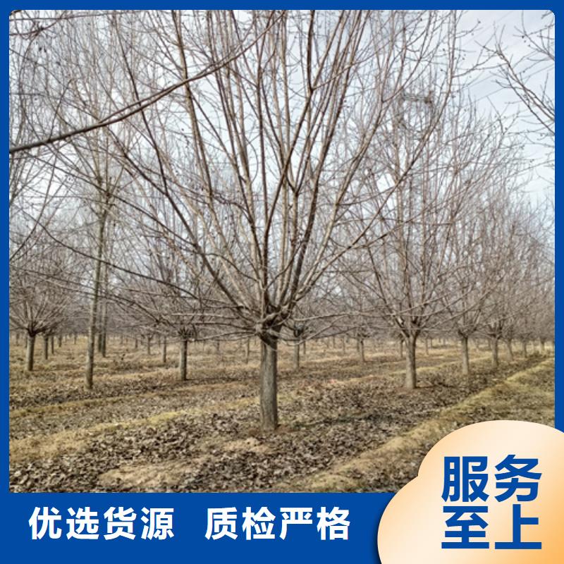 法桐黄金槐使用方法