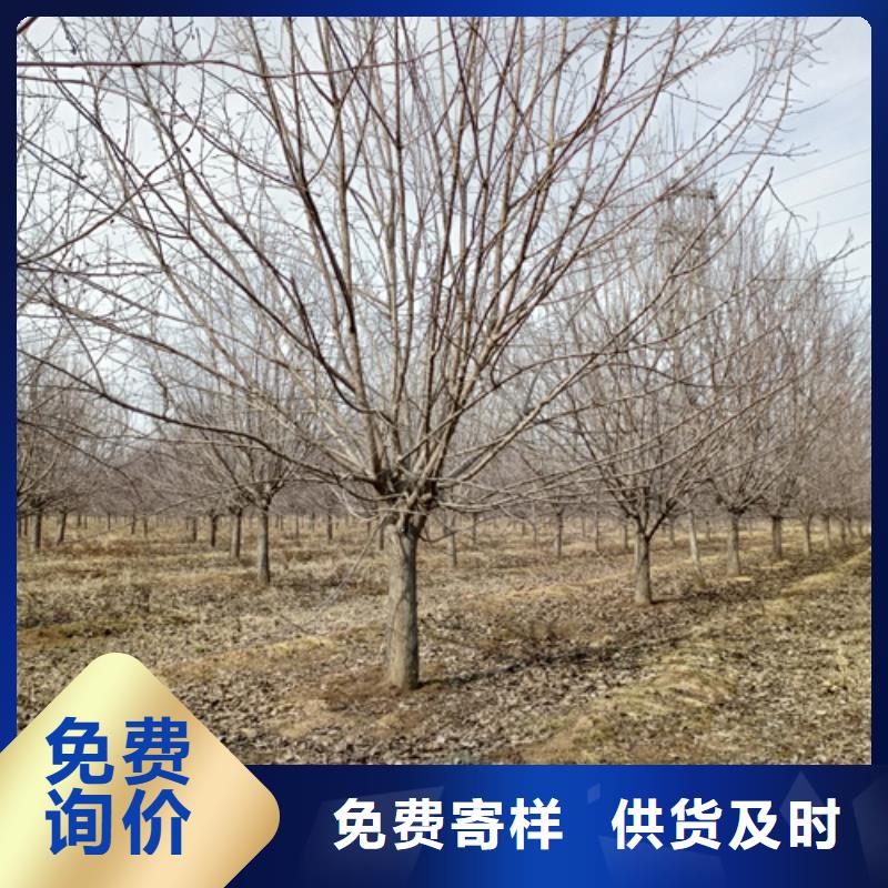 法桐国槐库存丰富