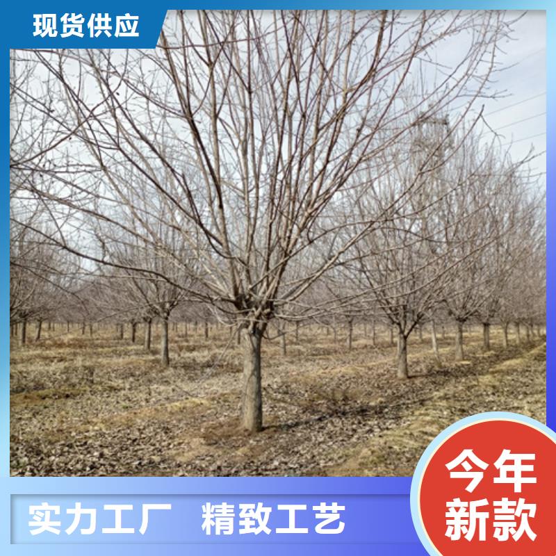 法桐五角枫高性价比