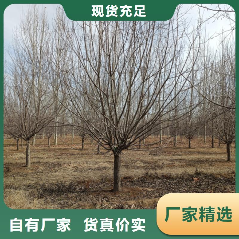 法桐秋紫白蜡产地直供