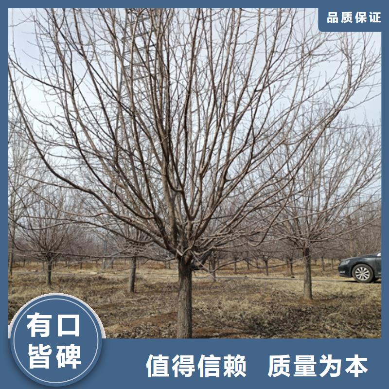法桐金叶复叶槭优质货源